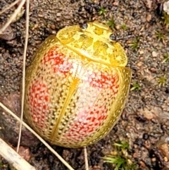 Paropsisterna fastidiosa at Stromlo, ACT - 27 Feb 2022