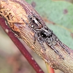 Sandalodes bipenicillatus (Double-brush jumper) at Stromlo, ACT - 27 Feb 2022 by trevorpreston