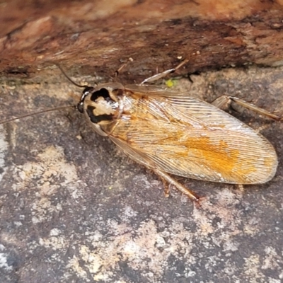 Robshelfordia circumducta (Shelford's Variable Cockroach) at Stromlo, ACT - 27 Feb 2022 by trevorpreston