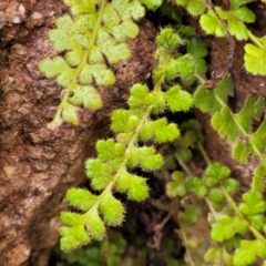 Asplenium subglandulosum (Blanket Fern) at Stromlo, ACT - 27 Feb 2022 by trevorpreston