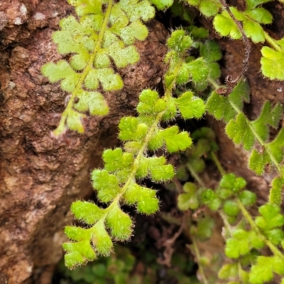 Pleurosorus rutifolius (Blanket Fern) at Stromlo, ACT - 26 Feb 2022 by tpreston