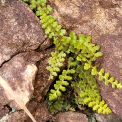 Asplenium subglandulosum at Stromlo, ACT - 27 Feb 2022 10:28 AM