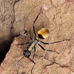 Polyrhachis ammon at Stromlo, ACT - 27 Feb 2022