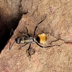 Polyrhachis ammon at Stromlo, ACT - 27 Feb 2022 10:26 AM