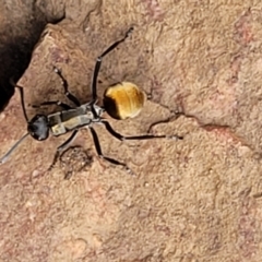 Polyrhachis ammon at Stromlo, ACT - 27 Feb 2022