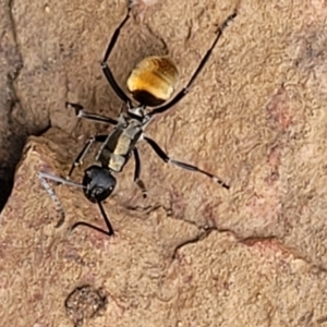 Polyrhachis ammon at Stromlo, ACT - 27 Feb 2022 10:26 AM