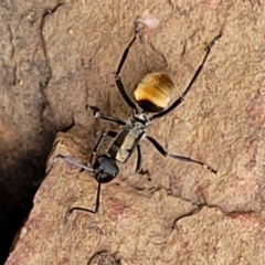 Polyrhachis ammon at Stromlo, ACT - 27 Feb 2022 10:26 AM