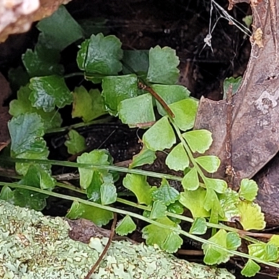 Asplenium flabellifolium (Necklace Fern) at Stromlo, ACT - 26 Feb 2022 by tpreston