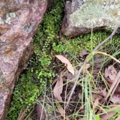 Asplenium flabellifolium at Stromlo, ACT - 27 Feb 2022