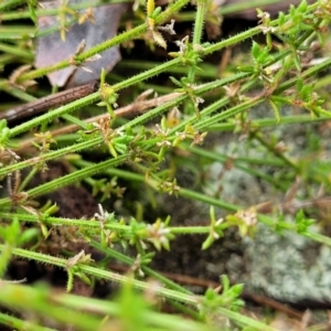 Galium gaudichaudii at Stromlo, ACT - 27 Feb 2022 10:18 AM