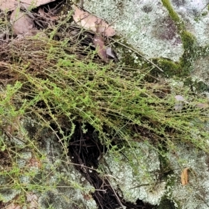 Galium gaudichaudii at Stromlo, ACT - 27 Feb 2022