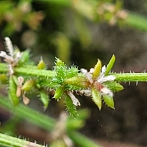 Galium gaudichaudii at Stromlo, ACT - 27 Feb 2022