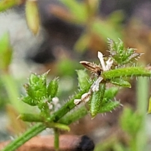 Galium gaudichaudii at Stromlo, ACT - 27 Feb 2022 10:18 AM