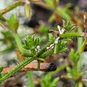 Galium gaudichaudii at Stromlo, ACT - 27 Feb 2022