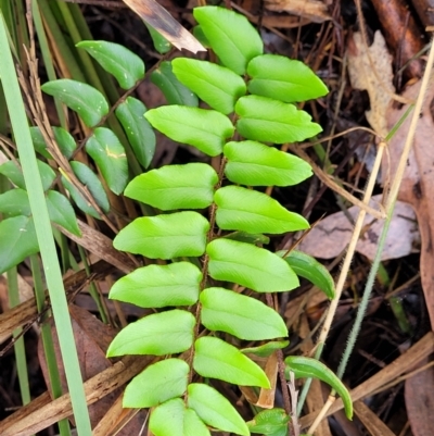 Pellaea calidirupium (Hot Rock Fern) at Stromlo, ACT - 26 Feb 2022 by tpreston