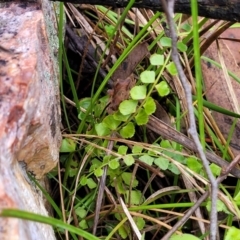 Asplenium flabellifolium at Stromlo, ACT - 27 Feb 2022