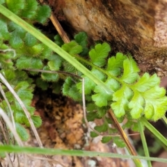 Asplenium subglandulosum (Blanket Fern) at Stromlo, ACT - 27 Feb 2022 by trevorpreston