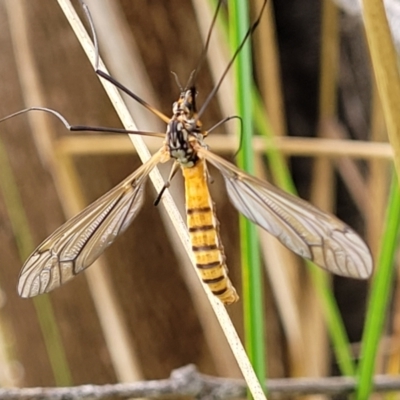 Ischnotoma (Ischnotoma) rubriventris (A crane fly) at Stromlo, ACT - 27 Feb 2022 by trevorpreston