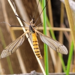 Ischnotoma (Ischnotoma) rubriventris at Stromlo, ACT - 27 Feb 2022