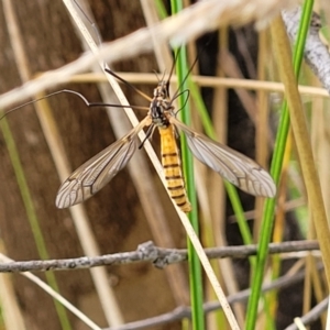 Ischnotoma (Ischnotoma) rubriventris at Stromlo, ACT - 27 Feb 2022