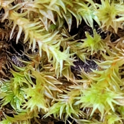 Triquetrella (A trailing moss) at Stromlo, ACT - 26 Feb 2022 by trevorpreston
