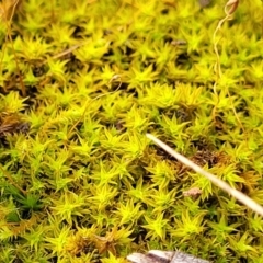 Pottiaceae (family) (A moss) at Stromlo, ACT - 27 Feb 2022 by trevorpreston