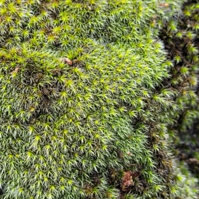 Grimmia sp. (A moss) at Stromlo, ACT - 27 Feb 2022 by trevorpreston