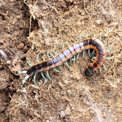 Scolopendra laeta (Giant Centipede) at Stromlo, ACT - 27 Feb 2022 by trevorpreston