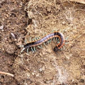 Scolopendra laeta at Stromlo, ACT - 27 Feb 2022