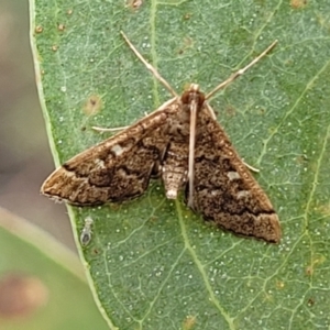 Nacoleia rhoeoalis at Stromlo, ACT - 27 Feb 2022 09:44 AM