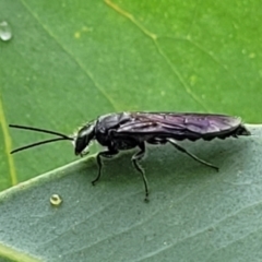 Thynninae (subfamily) at Stromlo, ACT - 27 Feb 2022 09:39 AM