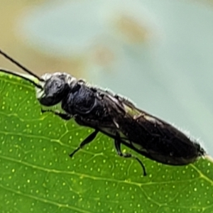 Thynninae (subfamily) at Stromlo, ACT - 27 Feb 2022 09:39 AM