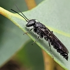 Thynninae (subfamily) at Stromlo, ACT - 27 Feb 2022 09:39 AM