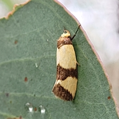 Chrysonoma fascialis (A Concealer moth (Wingia group) at Stromlo, ACT - 27 Feb 2022 by trevorpreston