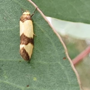 Chrysonoma fascialis at Stromlo, ACT - 27 Feb 2022 09:28 AM