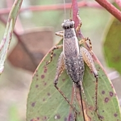 Bobilla sp. (genus) (A Small field cricket) at Stromlo, ACT - 26 Feb 2022 by trevorpreston