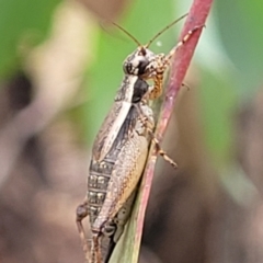 Bobilla sp. (genus) at Stromlo, ACT - 27 Feb 2022