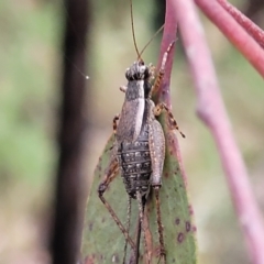 Bobilla sp. (genus) at Stromlo, ACT - 27 Feb 2022 09:27 AM