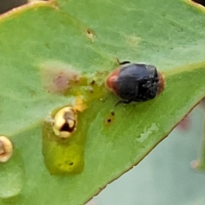 Cryptolaemus montrouzieri (Mealybug ladybird) at Stromlo, ACT - 26 Feb 2022 by tpreston