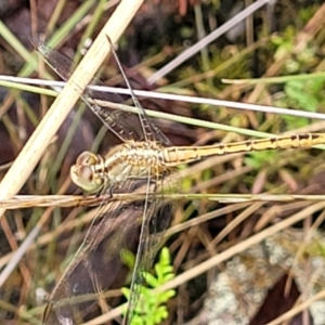 Diplacodes bipunctata at Bluetts Block (402, 403, 12, 11) - 27 Feb 2022 09:22 AM