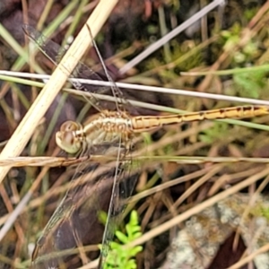 Diplacodes bipunctata at Bluetts Block (402, 403, 12, 11) - 27 Feb 2022 09:22 AM