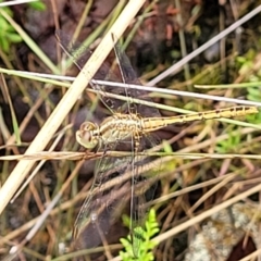 Diplacodes bipunctata at Bluetts Block (402, 403, 12, 11) - 27 Feb 2022 09:22 AM