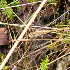 Diplacodes bipunctata at Bluetts Block (402, 403, 12, 11) - 27 Feb 2022 09:22 AM