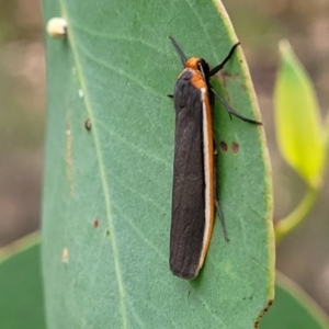 Palaeosia bicosta at Stromlo, ACT - 27 Feb 2022