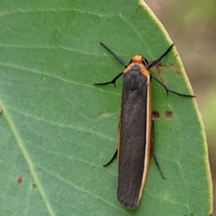 Palaeosia bicosta at Stromlo, ACT - 27 Feb 2022