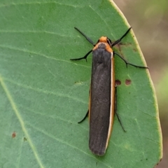 Palaeosia bicosta at Stromlo, ACT - 27 Feb 2022