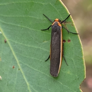 Palaeosia bicosta at Stromlo, ACT - 27 Feb 2022