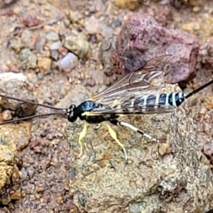 Sericopimpla sp. (genus) at Molonglo Valley, ACT - 27 Feb 2022