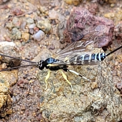 Sericopimpla sp. (genus) (Case Moth Larvae Parasite Wasp) at Molonglo Valley, ACT - 27 Feb 2022 by trevorpreston