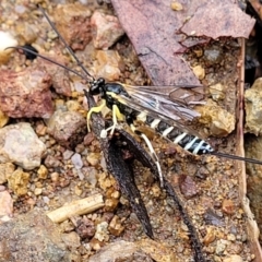 Sericopimpla sp. (genus) at Molonglo Valley, ACT - 27 Feb 2022